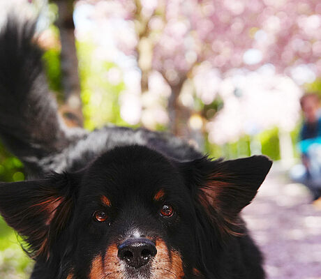 Hilfe! Mein Hund ist kaputt!